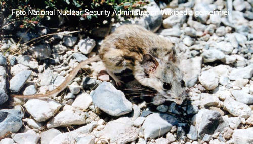 Kaktusmaus (Peromyscus eremicus)