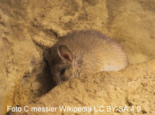 Kreta-Stachelmaus (Acomys minous)