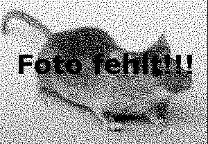 Feldspitzmaus